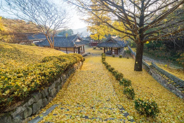 Kore Geleneksel Evi 'nde Ginkgo Ağacı