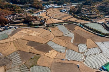 Sonbaharda pirinç tarlasının havadan görünüşü