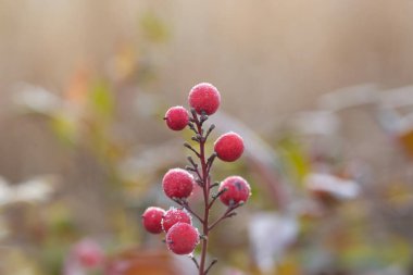 Arka planını Frost sonbahar yaprakları