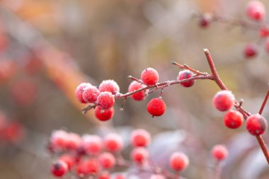 Arka planını Frost sonbahar yaprakları