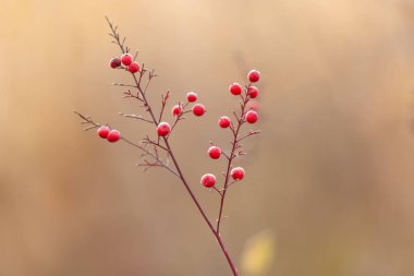 Arka planını Frost sonbahar yaprakları