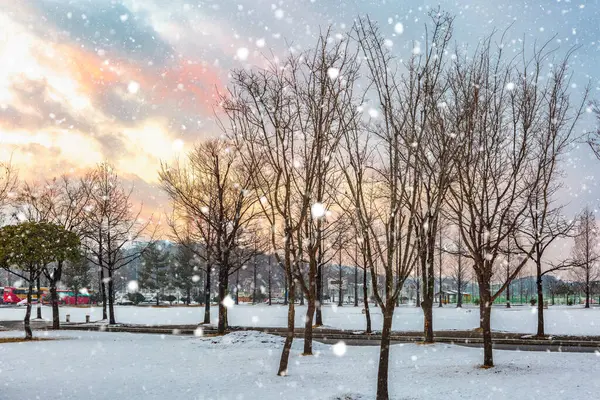 Karlı bir parkın gün batımı manzarası
