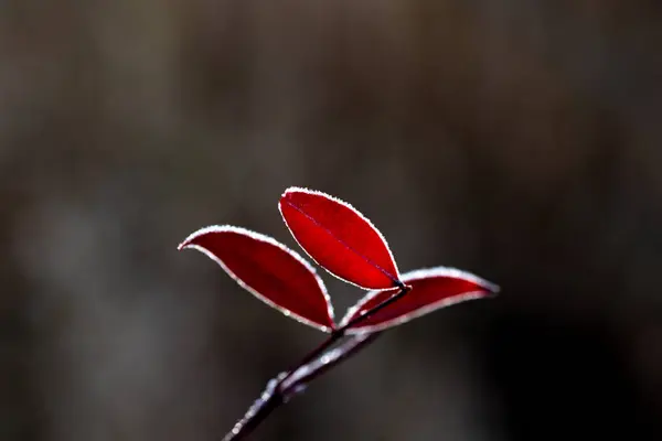 Arka planını Frost sonbahar yaprakları
