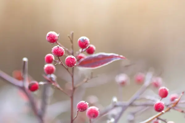 Arka planını Frost sonbahar yaprakları