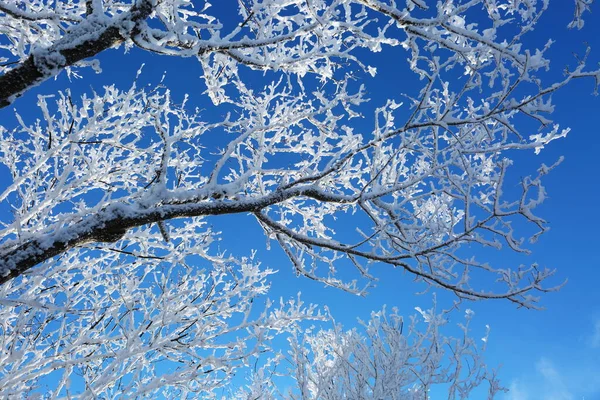 Dağlık bir ormanda karlı kış yolu. Güzel kış manzarası.