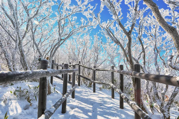Dağlık bir ormanda karlı kış yolu. Güzel kış manzarası.