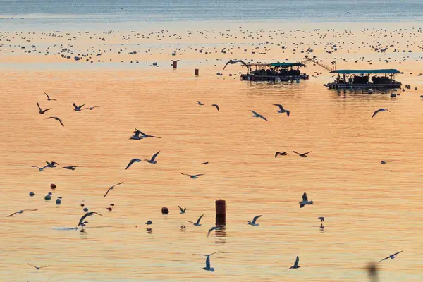 Güney Kore 'nin Namhae Sunrise Park' ında Deniz Gündoğumu Manzarası