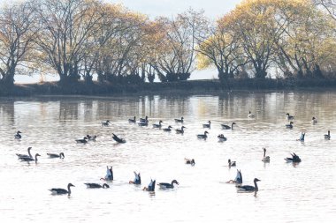 Junam Reservoir, Kore 'de Kış Kuşu Yolu
