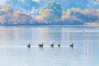 Junam Reservoir, Kore 'de Kış Kuşu Yolu