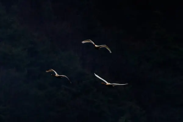 Kore 'deki Jeongyang Bataklığı' nın kış manzarası.