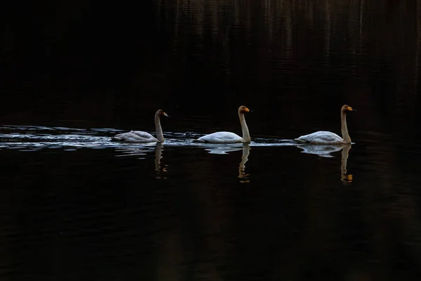 Kore 'deki Jeongyang Bataklığı' nın kış manzarası.