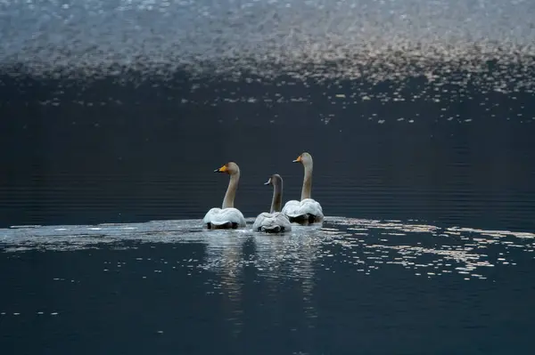 Kore 'deki Jeongyang Bataklığı' nın kış manzarası.