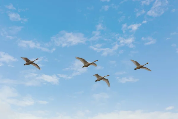 Kore 'deki Jeongyang Bataklığı' nın kış manzarası.