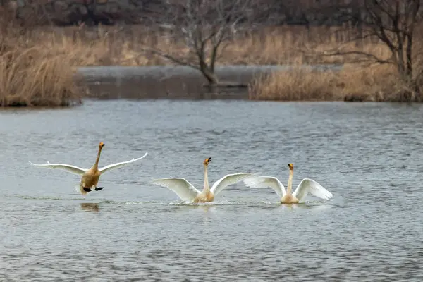 Kore 'deki Jeongyang Bataklığı' nın kış manzarası.