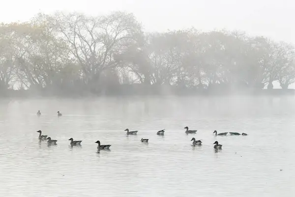 Junam Reservoir, Kore 'de Kış Kuşu Yolu