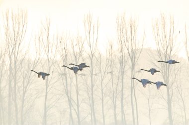 Kore 'de Junam Barajı Kış Kuşu