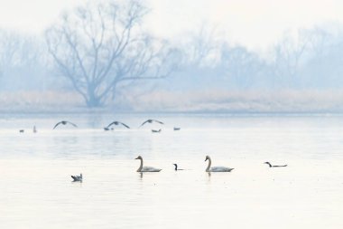 Kore 'de Junam Barajı Kış Kuşu