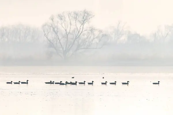 Junam Barajı, Kore 'de Kış Kuşu.