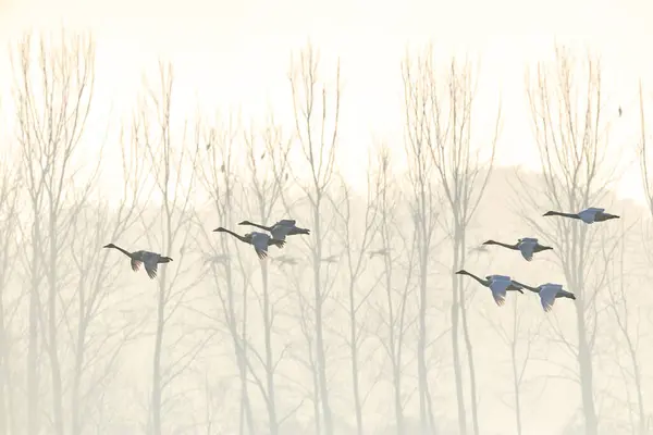 Kore 'de Junam Barajı Kış Kuşu