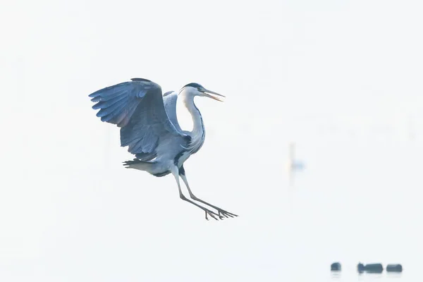 Junam Reservoir, Kore 'de kış kuşu avcılığı