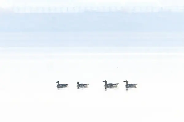 Junam Reservoir, Kore 'de Kış Kuşu Yolu