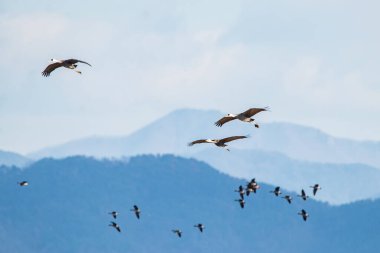 Kore 'de Junam Barajı Kış Kuşu