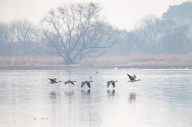 Kore 'de Junam Barajı Kış Kuşu