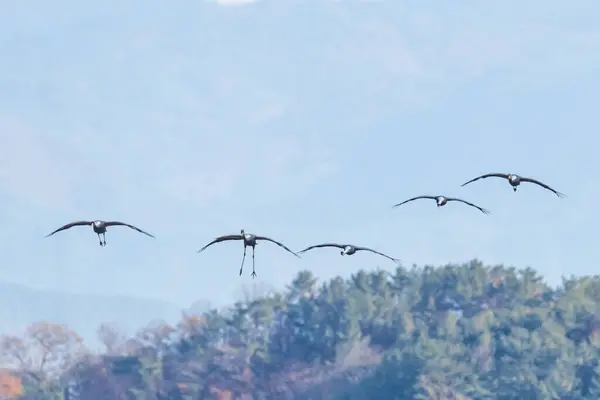 Kore 'de Junam Barajı Kış Kuşu