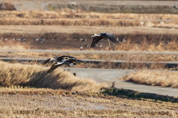 Kore 'de Junam Barajı Kış Kuşu
