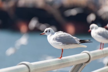 Mavi denizin üzerinde uçan bir martı.