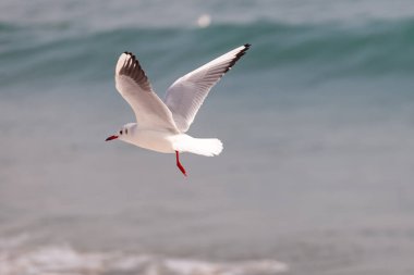 Mavi denizin üzerinde uçan bir martı.