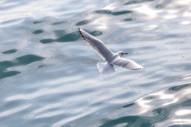 Mavi denizin üzerinde uçan bir martı.