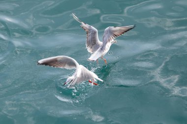 Mavi denizin üzerinde uçan bir martı.