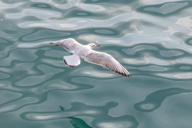Mavi denizin üzerinde uçan bir martı.