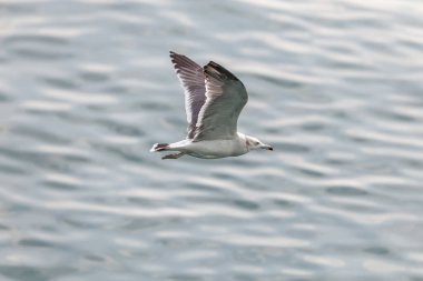 Mavi denizin üzerinde uçan bir martı.