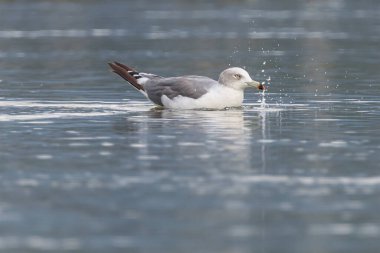 Mavi denizin üzerinde uçan bir martı.
