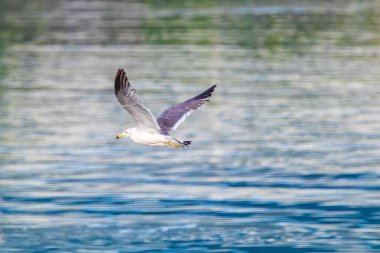 Mavi denizin üzerinde uçan bir martı.