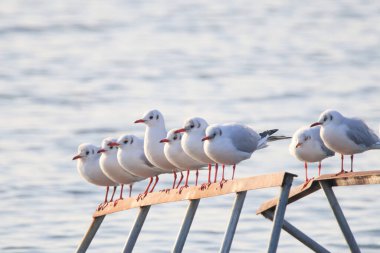 Mavi denizin üzerinde uçan bir martı.