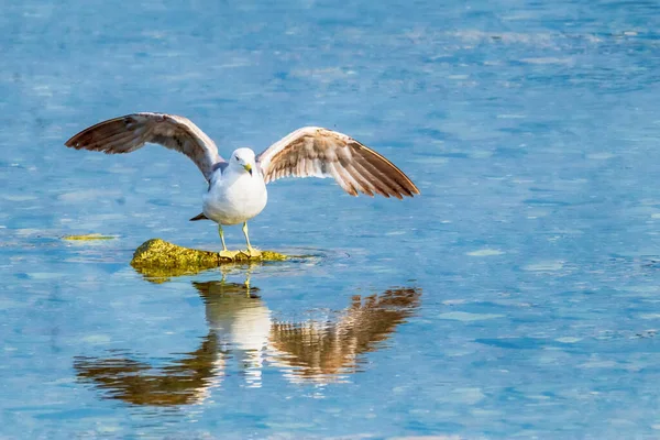 Mavi denizin üzerinde uçan bir martı.