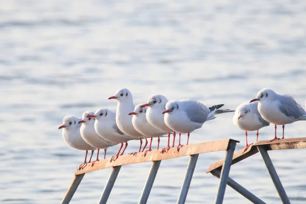Mavi denizin üzerinde uçan bir martı.