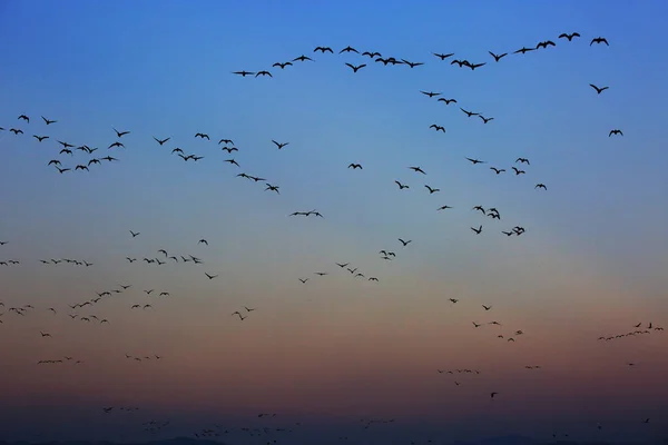 Kore kış kuşunun öten ördek grup dansı.