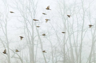 Kış ormanında çalılar ötüyor.