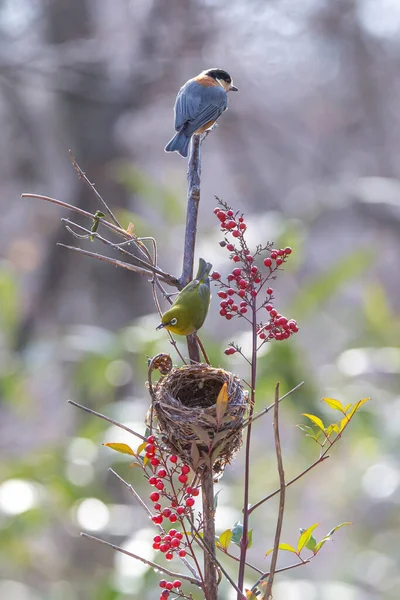White Eye Bird Sitting Branch — Stock Photo, Image