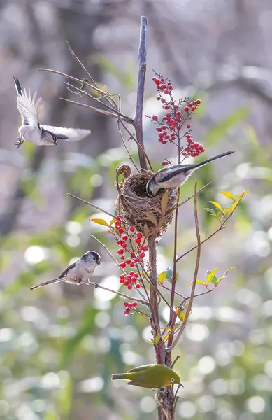 White Eye Bird Sitting Branch — Stock Photo, Image