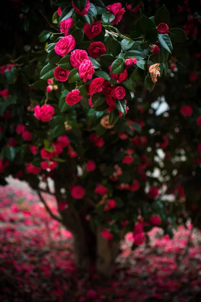 Kamelya çiçeklerinin manzarası