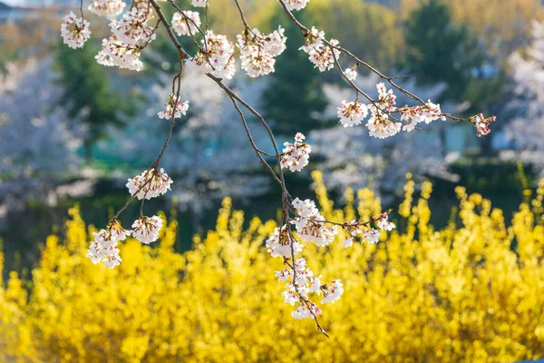 Lkbahar Sahnesi Çiçekler Açıyor — Stok fotoğraf