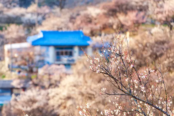 Kore Erik Çiçeği Köyü Festivali Yangsan — Stok fotoğraf