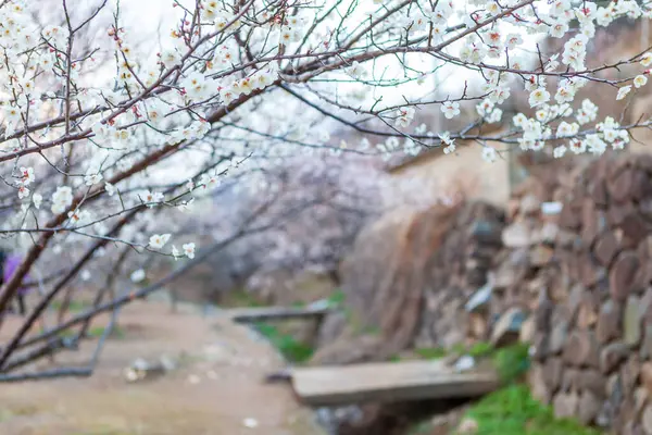 Kore Erik Çiçeği Köyü Festivali Yangsan — Stok fotoğraf