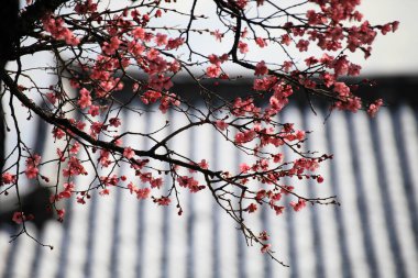 Kore, Yangsan 'daki Tongdosa Tapınağı' nın bahar manzarası.