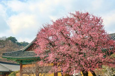 Kore, Yangsan 'daki Tongdosa Tapınağı' nın bahar manzarası.